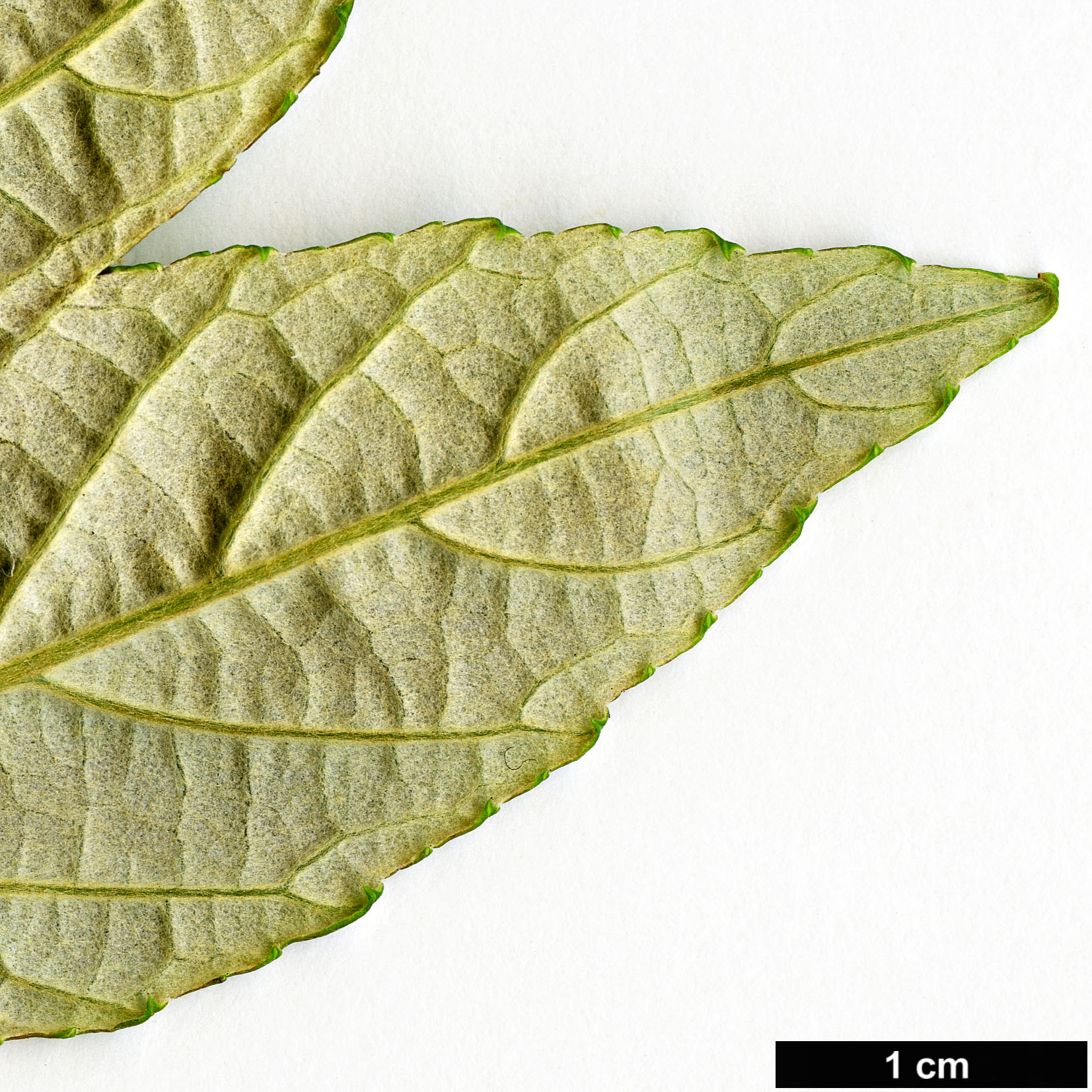 High resolution image: Family: Rosaceae - Genus: Rubus - Taxon: flagelliflorus High resolution image: Family: Rosaceae - Genus: Rubus - Taxon: flagelliflorus
